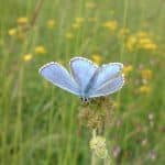A Morning to Explore Denbies Hillside - FULL