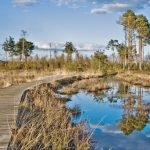 Explore Thursley Common - free, guided walk