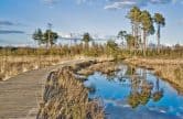 It's dragonfly time at Thursley Common - free guided walk