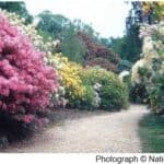 Guided Tour of the Rhododendron Wood at Leith Hill - FULL