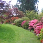 Rhododendrons at Ramster Gardens