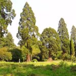 Walk through Pirbright Heathland and Brookwood Cemeteries