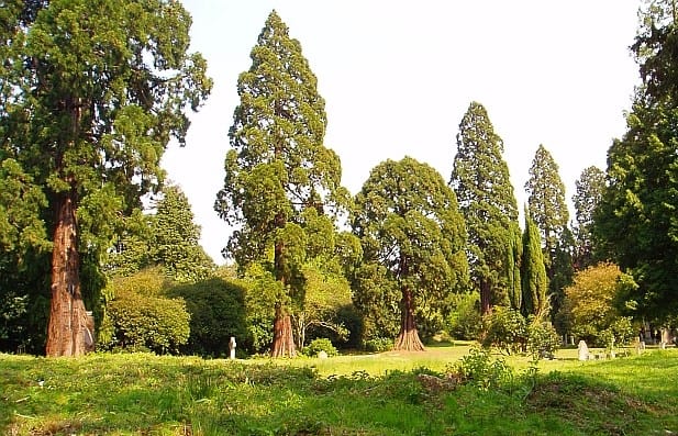 Walk through Pirbright Heathland and Brookwood Cemeteries