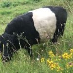 A Day on the Farm at Wotton