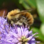 Saving our Bees Talk