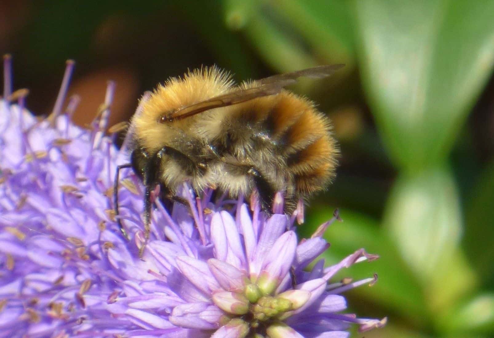 Saving our Bees Talk