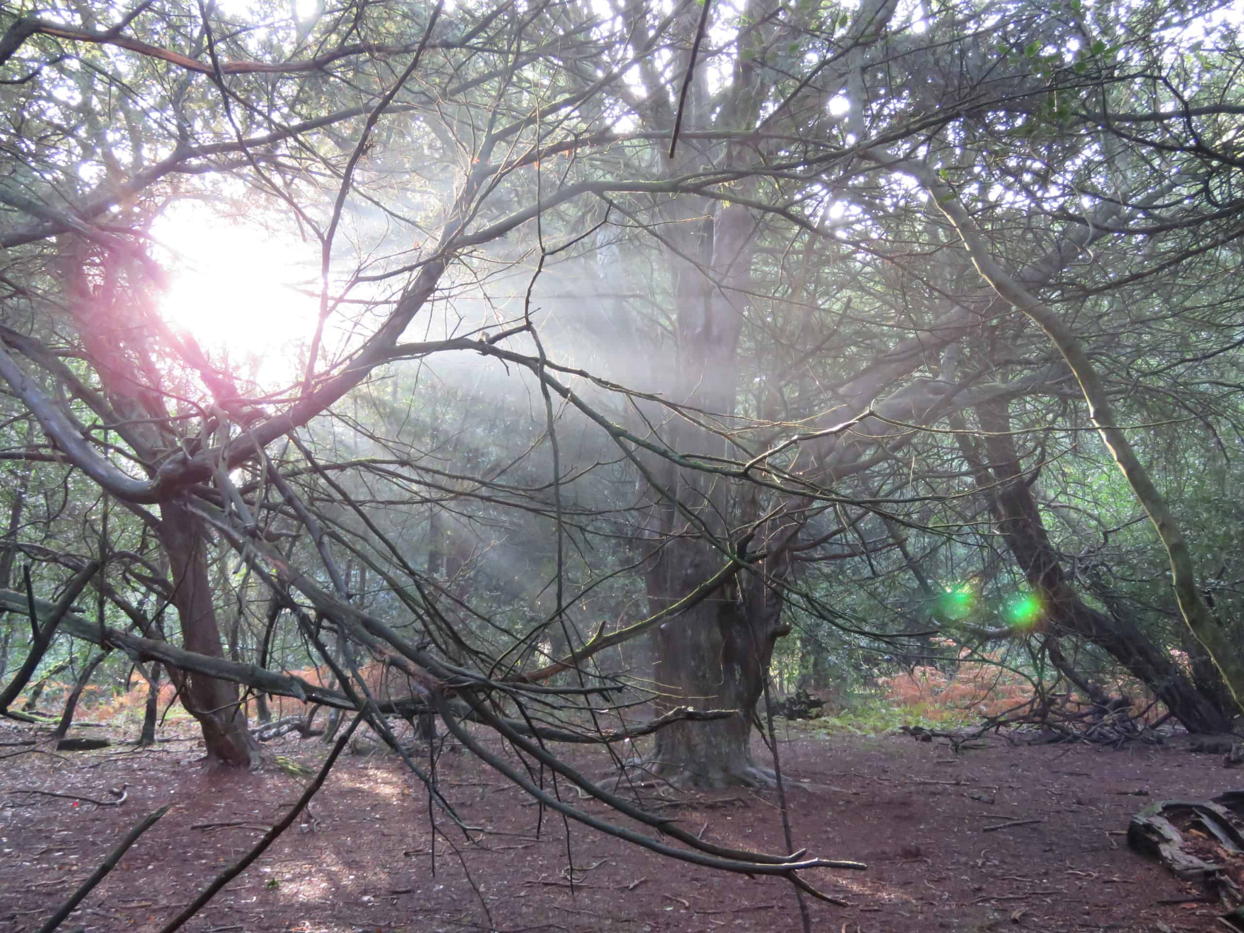 Explore Newlands Corner