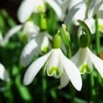 Gatton Park Snowdrops