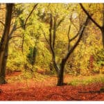 The Autumn Trees and Flora of Sheepleas - 1st visit