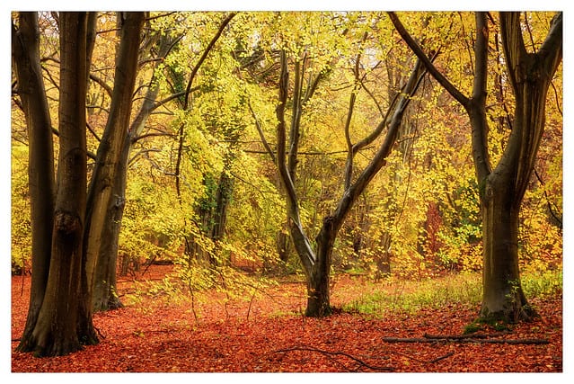 The Autumn Trees and Flora of Sheepleas - 1st visit