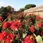 Dazzling Dahlias at Dunsborough Park
