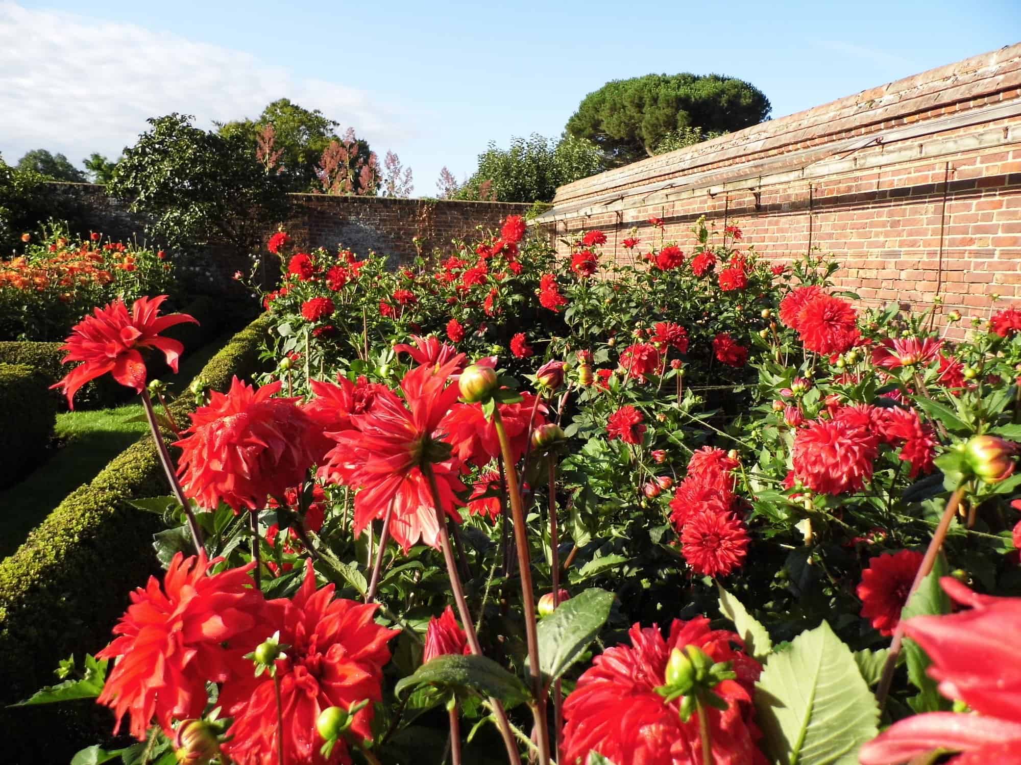 Dazzling Dahlias at Dunsborough Park