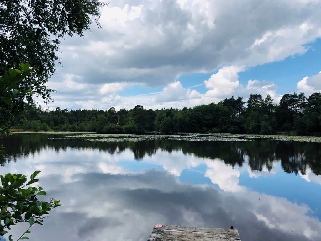 Pirbright Woodland and Henley Park Lake a walk as part of Guildford's Walkfest