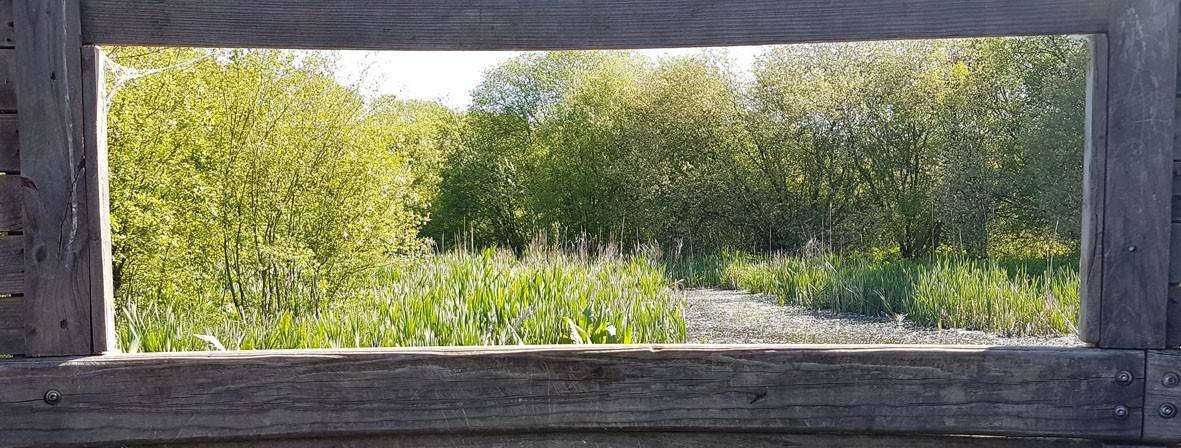 Explore Guildford’s Hidden Nature Reserve as part of Guildford's Walkfest