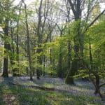 Explore Staffhurst Woods Oxted