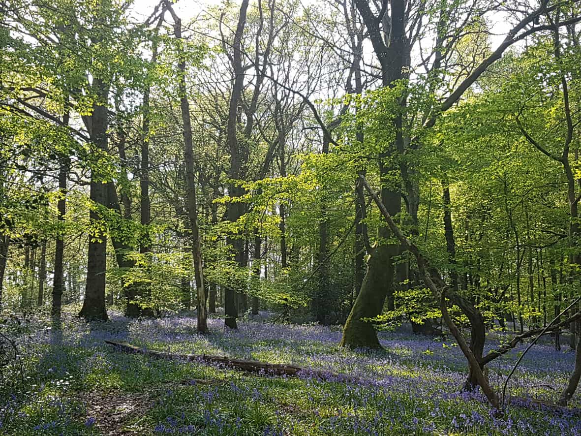 Explore Staffhurst Woods Oxted