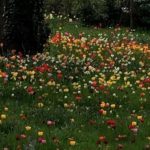 Dunsborough Park Tulip Extravaganza