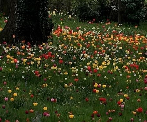 Dunsborough Park Tulip Extravaganza