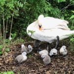 Bird Walk at Bookham Commons