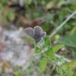 Butterfly walk near Netley House