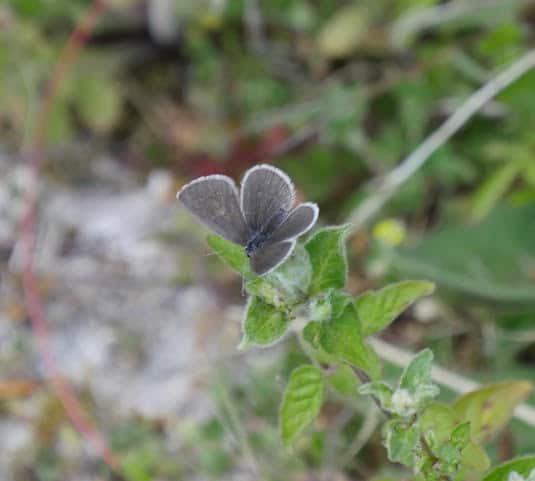 Butterfly walk near Netley House