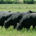Making Space for Nature at the home of Rosemead Angus, Shackleford