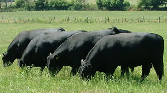 Making Space for Nature at the home of Rosemead Angus, Shackleford