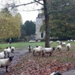As part of Guildford's Walkfest - Albury Heath & Shere