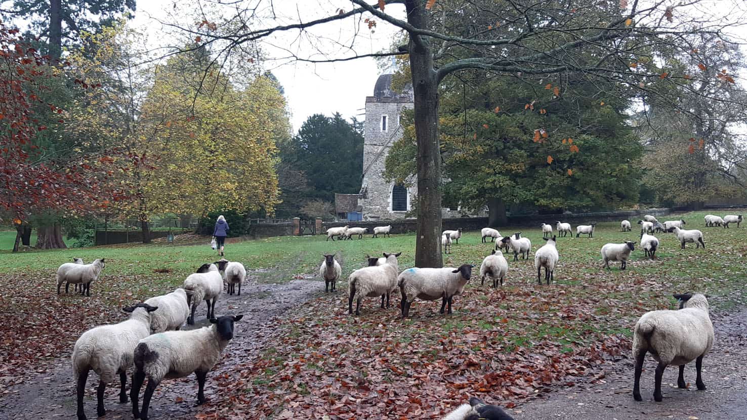 As part of Guildford's Walkfest - Albury Heath & Shere
