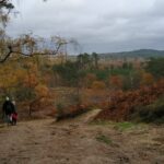 Explore Bourne Wood and Farnham Heath