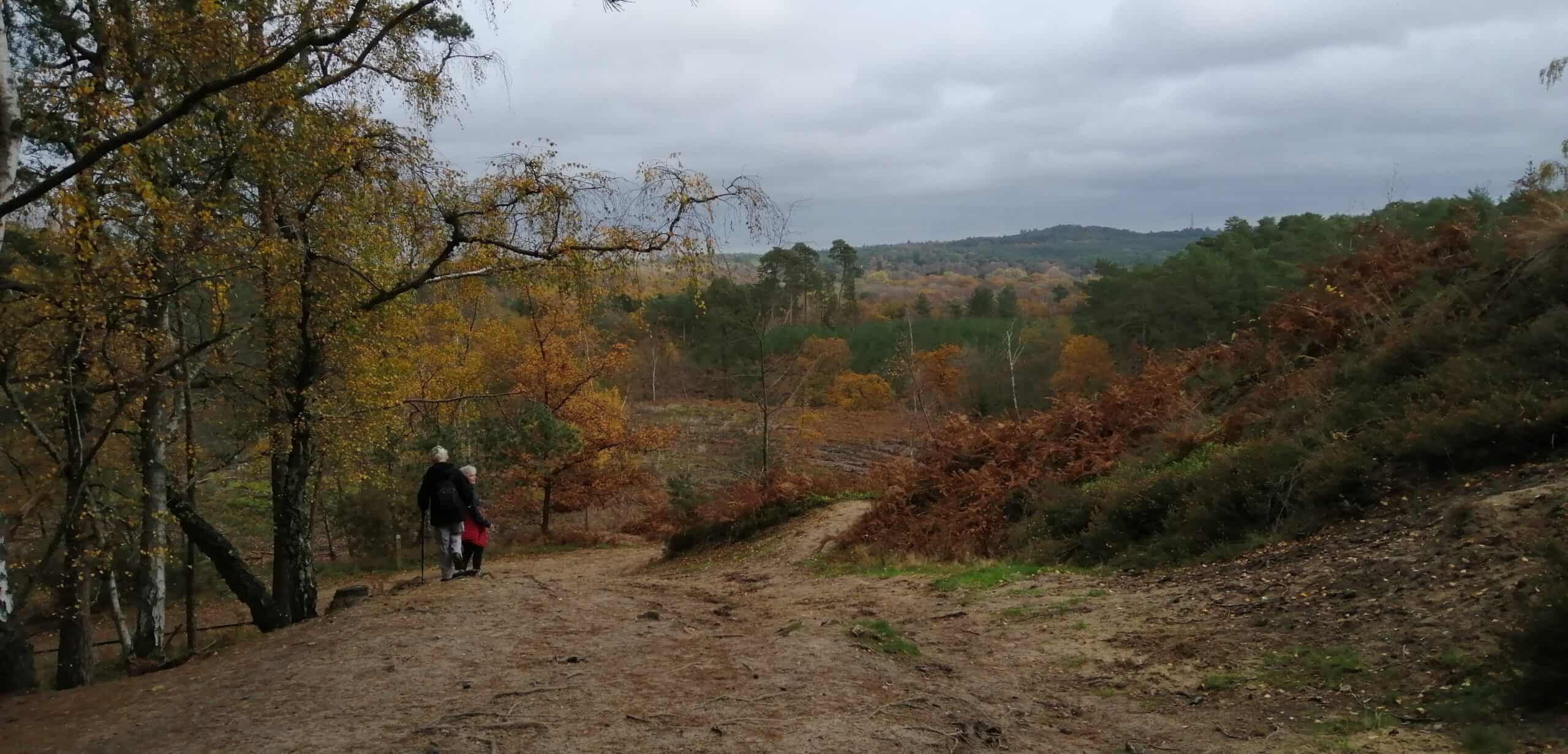 Explore Bourne Wood and Farnham Heath