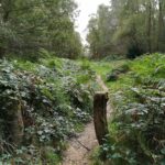 The Naked Trees of Margery Wood