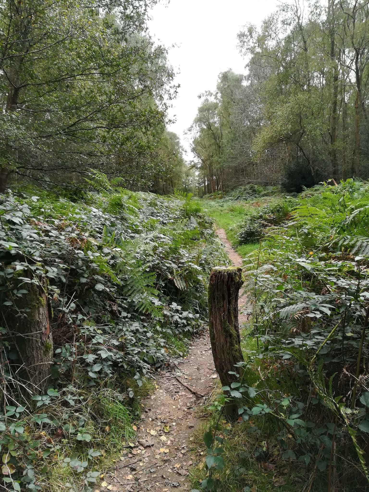 The Naked Trees of Margery Wood