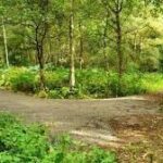 Zoom Talk - A Surrey Common – Uses and Abuses over 1,000 Years