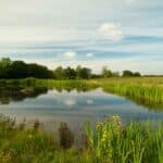 Discovering Clandon Wood Nature Reserve