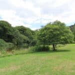 Trees and Flora around Hascombe village
