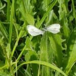 Chiddingfold Community Conservation Volunteering Day