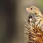 Harvest Mouse Nest Survey Training