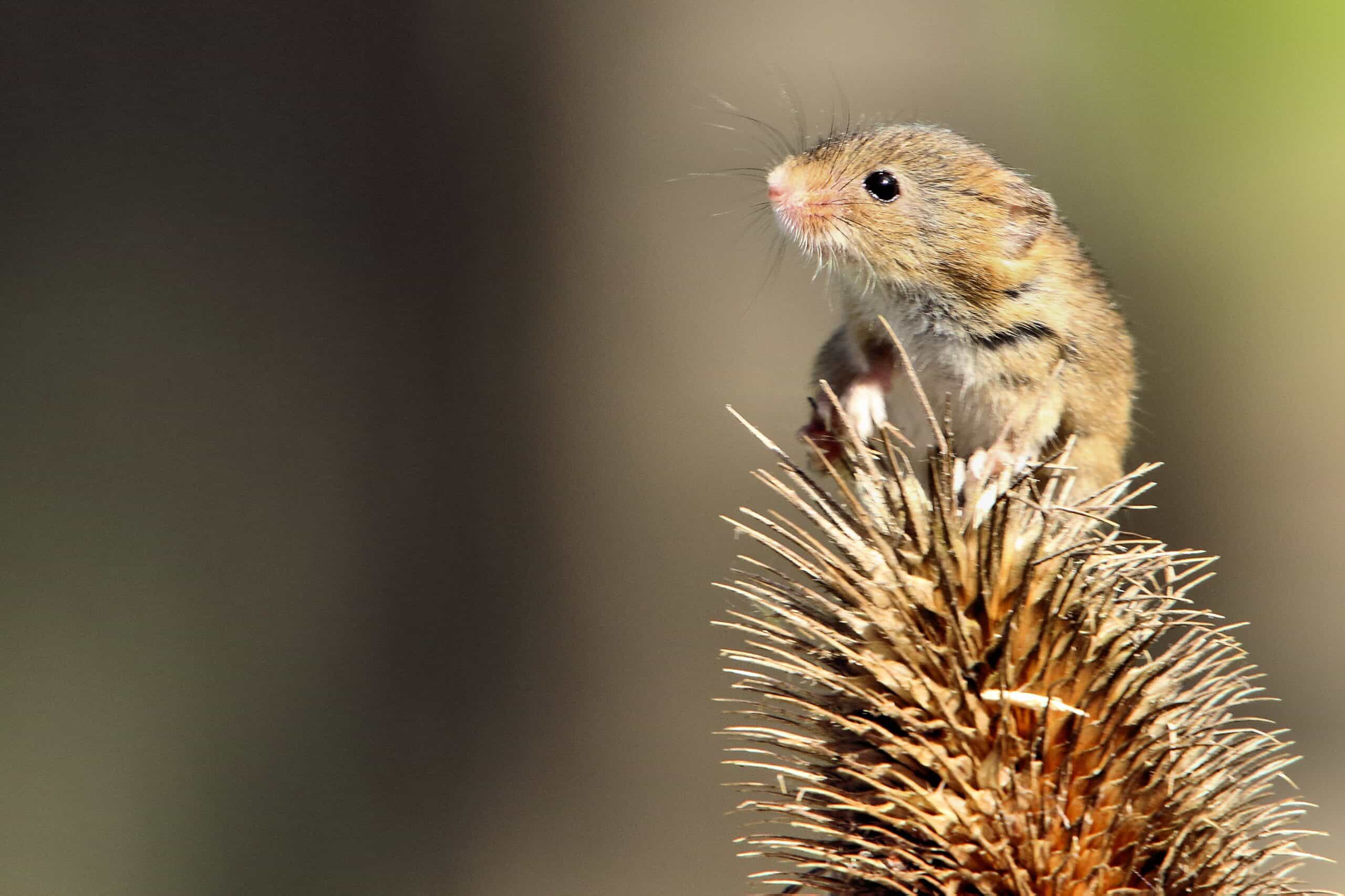 Harvest Mouse Nest Survey Training