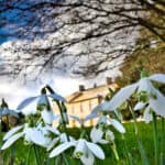 Snowdrops at Gatton Park