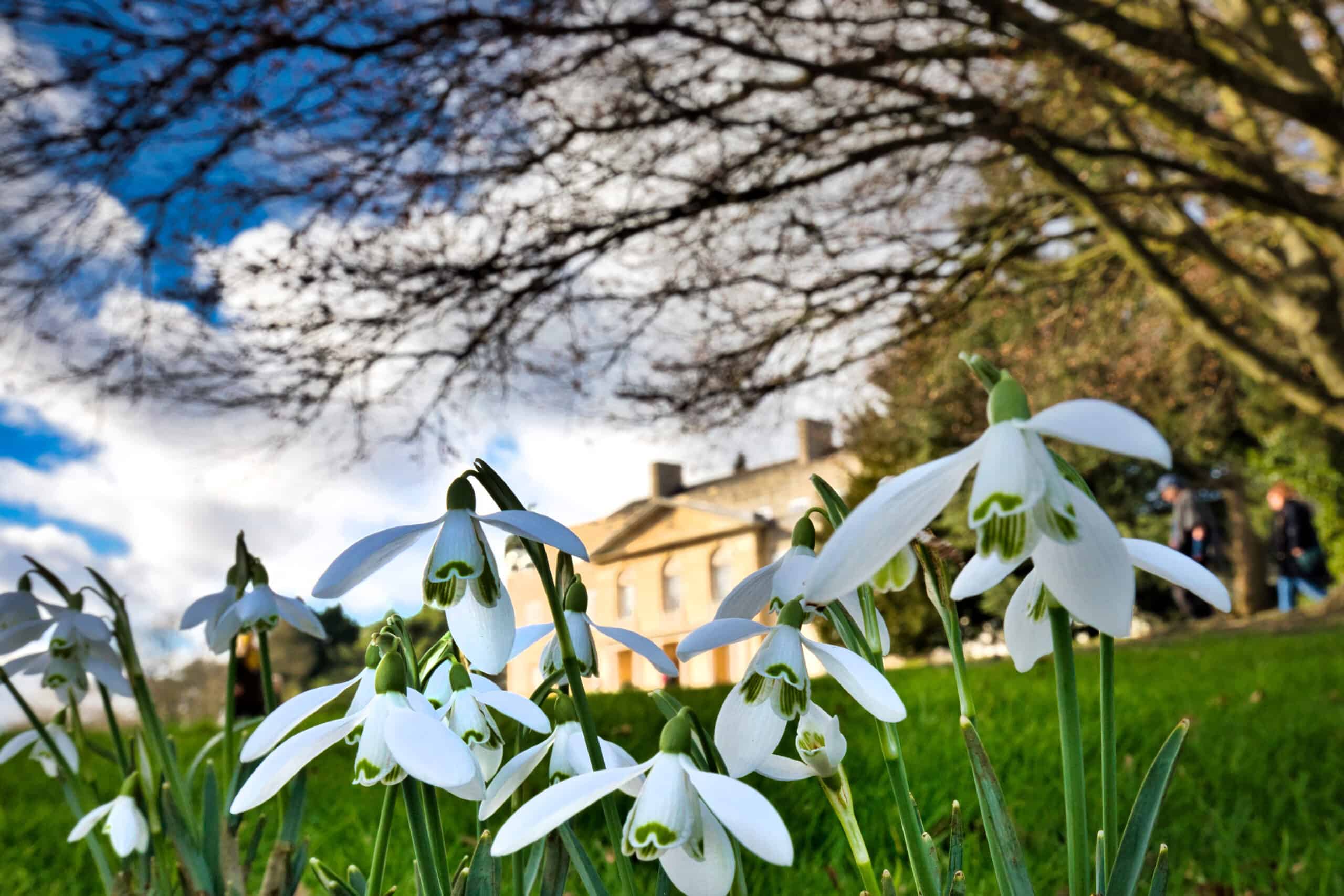Snowdrops at Gatton Park