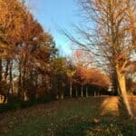 Explore Deepdene - free guided walk