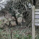 Explore Epsom and Langley Vale - free guided walk