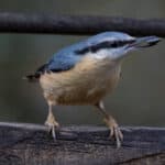 Dawn Chorus Walk