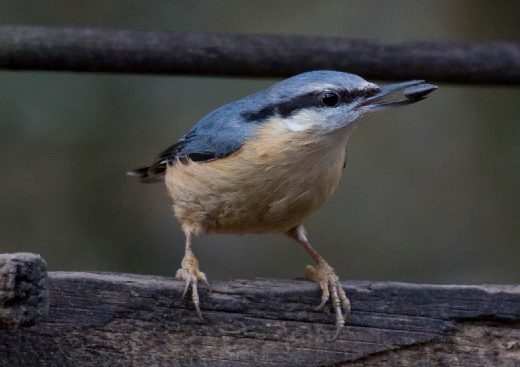 Dawn Chorus Walk