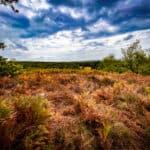 Explore Puttenham Common - free guided walk