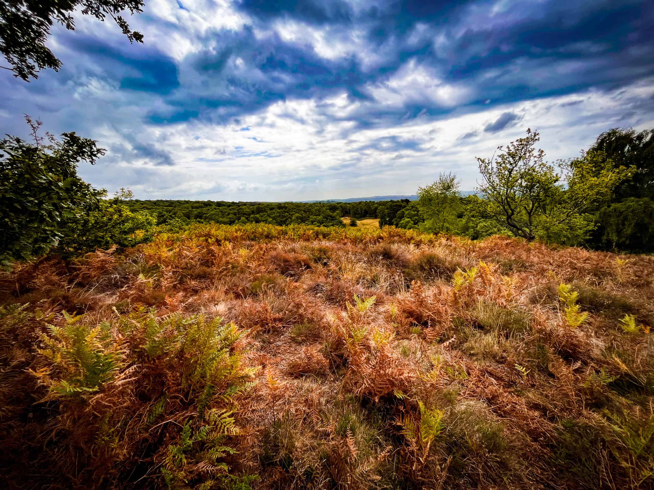 Explore Puttenham Common - free guided walk
