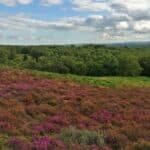 Explore Puttenham Common as part of Guildford Walkfest