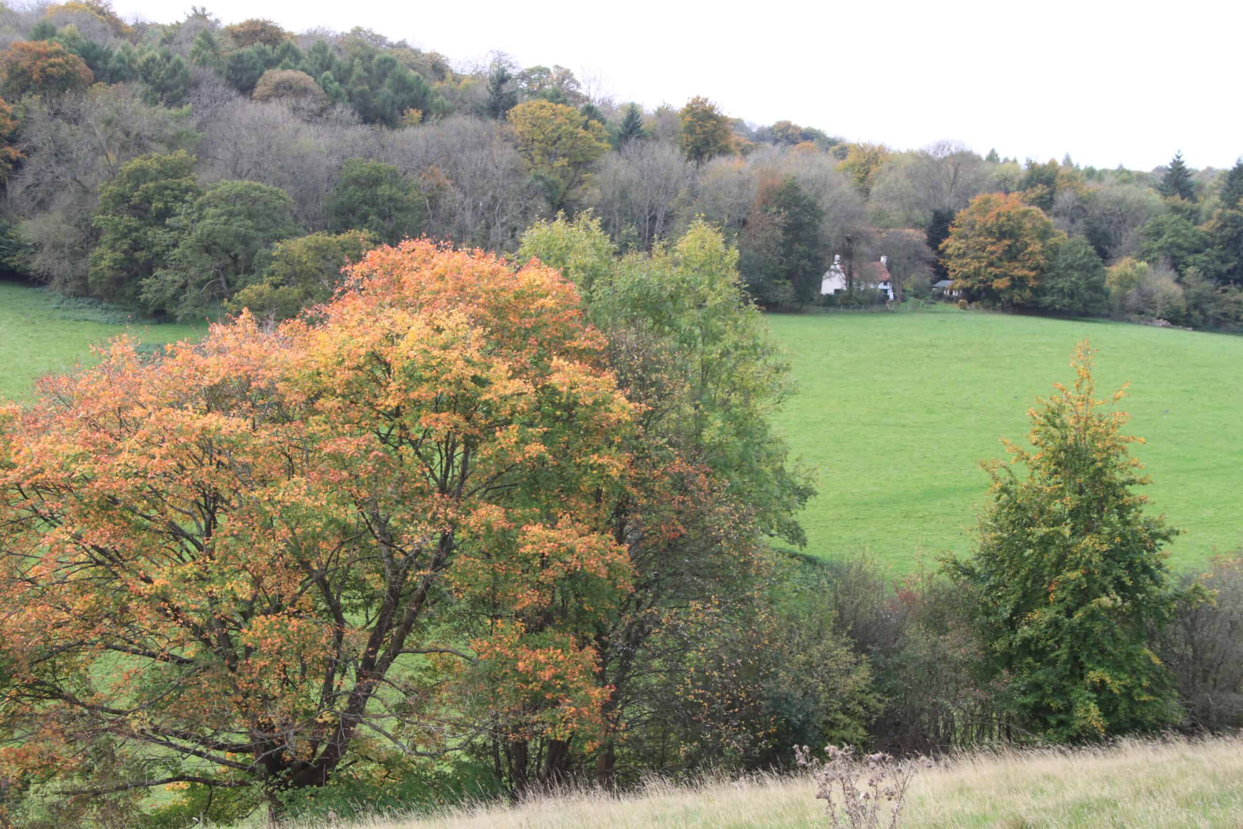 Exploring the Polesden Lacey Estate    First Sunday Walk of the Month