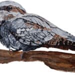 Nightjars at RSPB Farnham Heath
